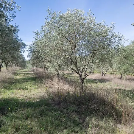 2 - Les Oliviers Casa rural *
